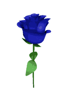 neked hoztam rose flower spinning blue rose