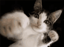 Cats Punch GIF - Cats Punch GIFs