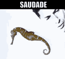 Etienne Daho Saudade GIF - Etienne Daho Saudade Francais GIFs