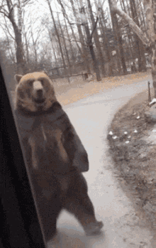Kandaar Bear GIF - Kandaar Bear Walk GIFs