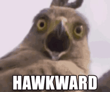 Hawkward GIF - Shocked Beak Hawk GIFs
