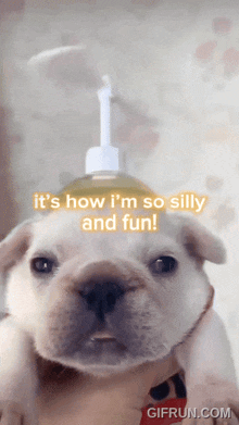 a dog with a soap dispenser on its head and the words " it 's how i 'm so silly and fun "