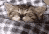 a kitten is sleeping on a bed with its eyes closed .