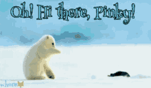 Pinky Bear GIF - Pinky Bear Seal GIFs