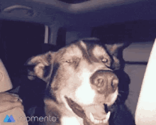 a dog is sitting in the back seat of a car with a momento logo in the corner