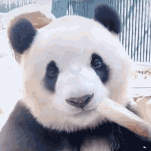 Panda Nom GIF - Panda Nom Nom Nom GIFs