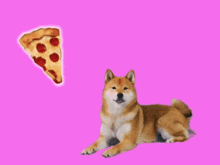 a dog laying down with a slice of pepperoni pizza flying in the air