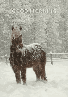 Snow Weather GIF - Snow Weather Horse GIFs
