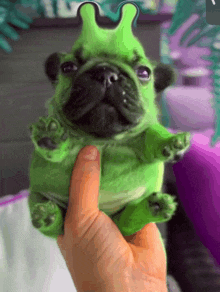 a person is holding a green dog that looks like a frog with horns
