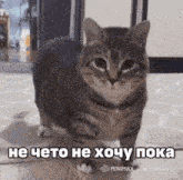 a cat is standing on a rug in a room with a caption in russian .