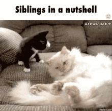 Cats Annoy GIF - Cats Annoy Slap GIFs