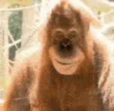 обезьяна обезьяна мем GIF