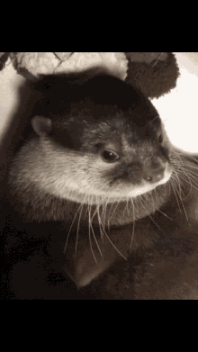 Otter Nutria GIF - Otter Nutria GIFs