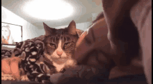 Cat Licking GIF - Cat Licking GIFs