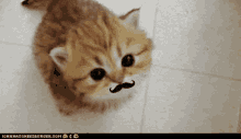 Kitty Cute Cat GIF - Kitty Cute Cat Animal GIFs