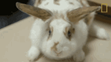 Sniffing Critter Fixers GIF - Sniffing Critter Fixers Rabbit GIFs