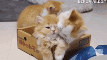 Kitten Play Box GIF - Kitten Play Box Cuddle GIFs