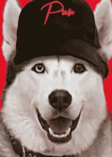 Dog Hat GIF