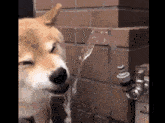 a dog is drinking water from a faucet outside of a building .