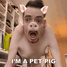 Im A Pet Pig Ricky Berwick GIF - Im A Pet Pig Ricky Berwick I Am A Pig GIFs