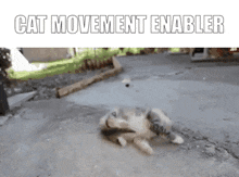 Cat Movement Enabler Cat GIF - Cat Movement Enabler Cat Kitty GIFs