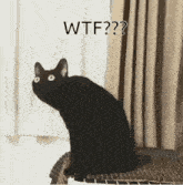 a black cat is sitting on a wicker chair and says wtf ?