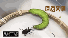 Throw Insect GIF - Throw Insect Beetle GIFs