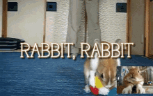 Rabbit Rabbit Funny GIF - Rabbit Rabbit Funny Pop GIFs