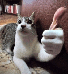 Cat Ok GIF - Cat Ok Thumbs Up GIFs