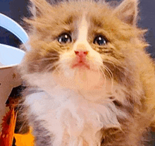 Sad Sad Cat GIF