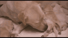 a mother dog is nursing her newborn puppies in a crib .