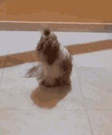 a small dog is standing on a tiled floor .