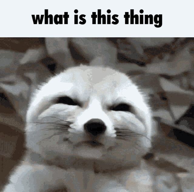 fennec-fox.gif