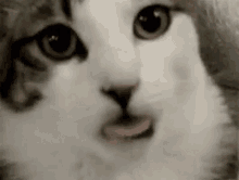 Pussy Cat GIF - Pussy Cat Cute GIFs