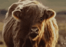 a close up of a yak 's face looking at the camera with a big eye .