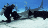 Shark Shark Nibble GIF - Shark Shark Nibble Shark Bite GIFs