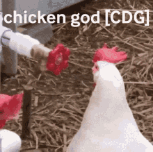 Cdg Chicken_god GIF - Cdg Chicken_god Faccao_cdg GIFs
