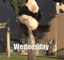 Wednesday Panda GIF - Wednesday Panda GIFs