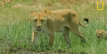 Lioness Savage Kingdom GIF - Lioness Savage Kingdom Mother GIFs
