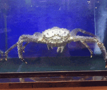 big crab nygamingyt krit dolarom kritdolrom