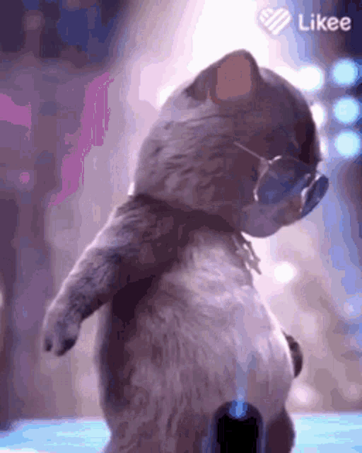 Disco Billi GIF - Disco Billi Cat - Discover & Share GIFs