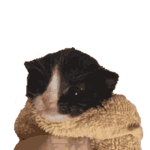 towel cat