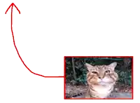 a picture of a cat with an arrow pointing upwards