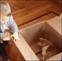 Cat Box GIF - Cat Box Kid GIFs