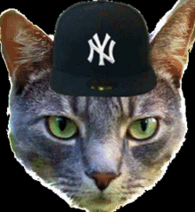 Yankee Cat Yankee Doug GIF - Yankee Cat Yankee Doug GIFs