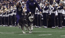 a husky wearing a vest that says ' uc ' on it