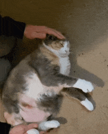 a person is petting a cat on the floor .