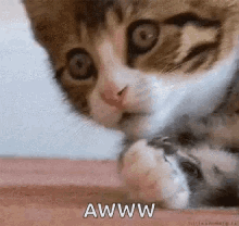 Funny Animals Cute GIF - Funny Animals Cute Kitten GIFs