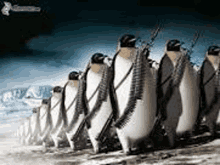 Pinguni Militari GIF - Pinguni Militari GIFs