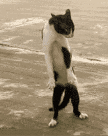 Dancing Cat Step GIF - Dancing Cat Step Dance GIFs